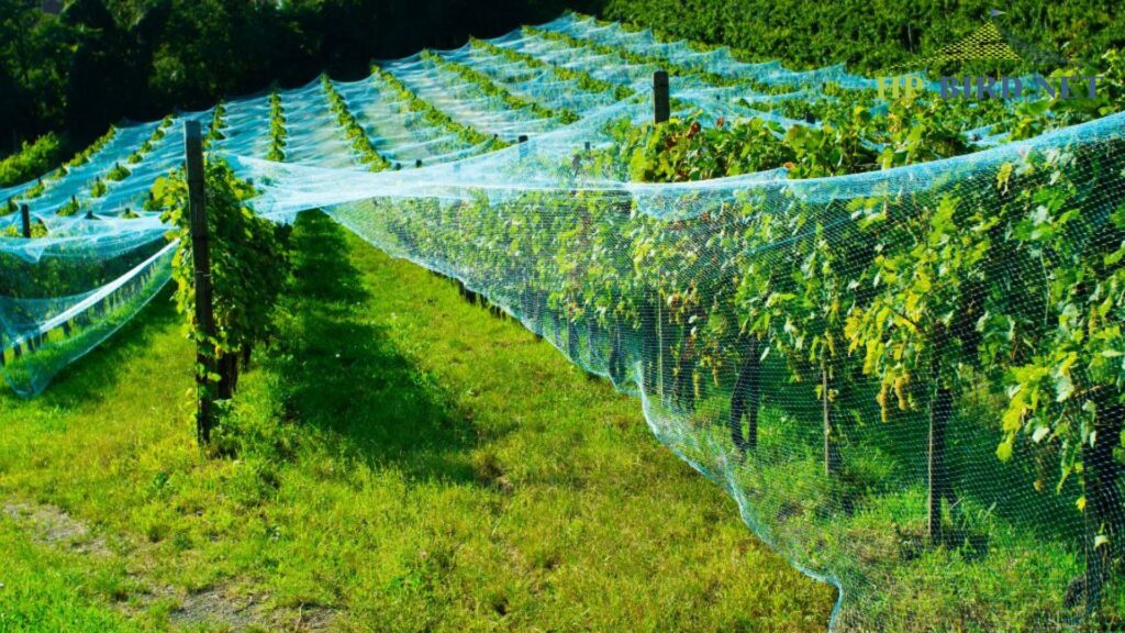 Shade Nets