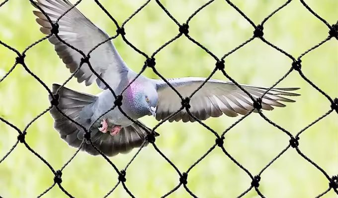 Effective Bird Net Solutions in Dubai Protecting Your Spaces