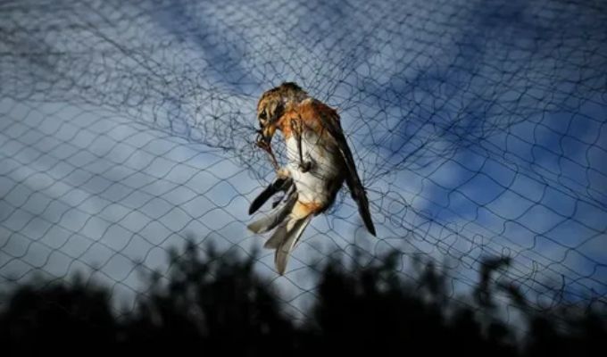 What Are the Key Benefits of Installing Bird Nets in Dubai?-HP Tarp
