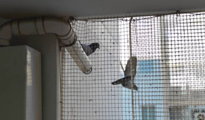 What Are the Key Benefits of Installing Bird Nets in Dubai