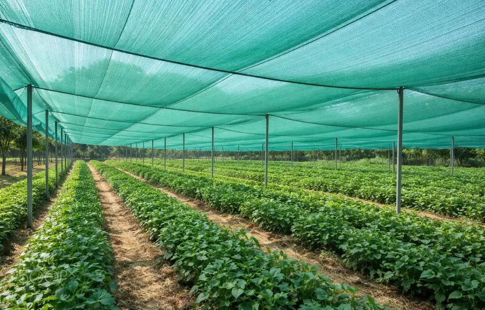 Top Shade Net Suppliers in Dubai Quality and Reliability