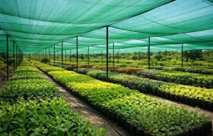 Why Shade Nets Are Essential in Dubai