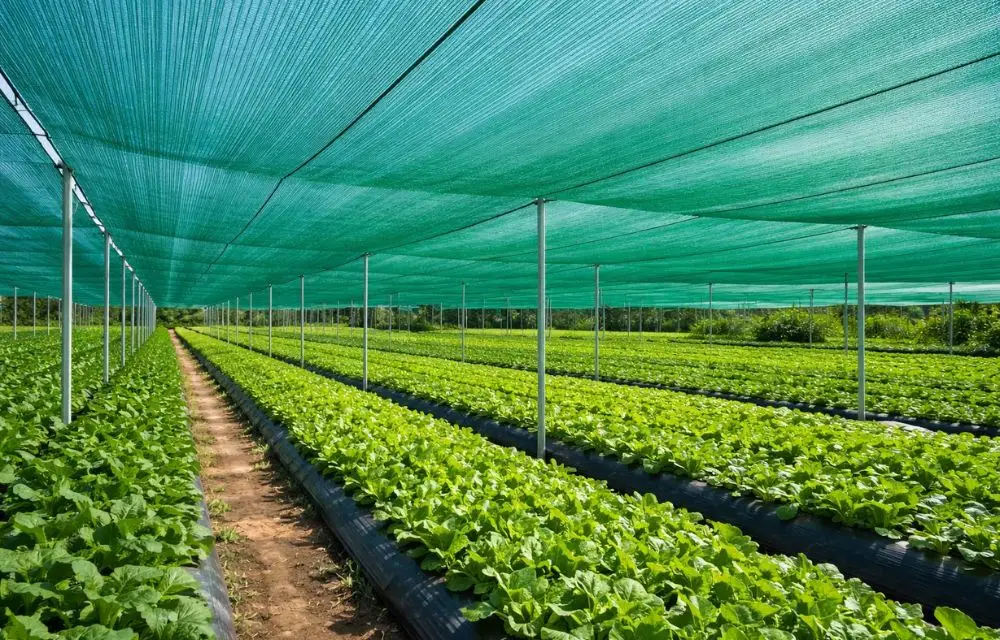 What Is a Shade Net