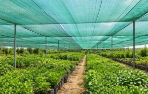 Why Shade Nets Are Important in the UAE