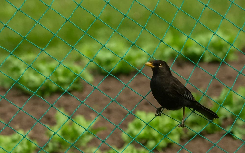 What is Bird Netting?