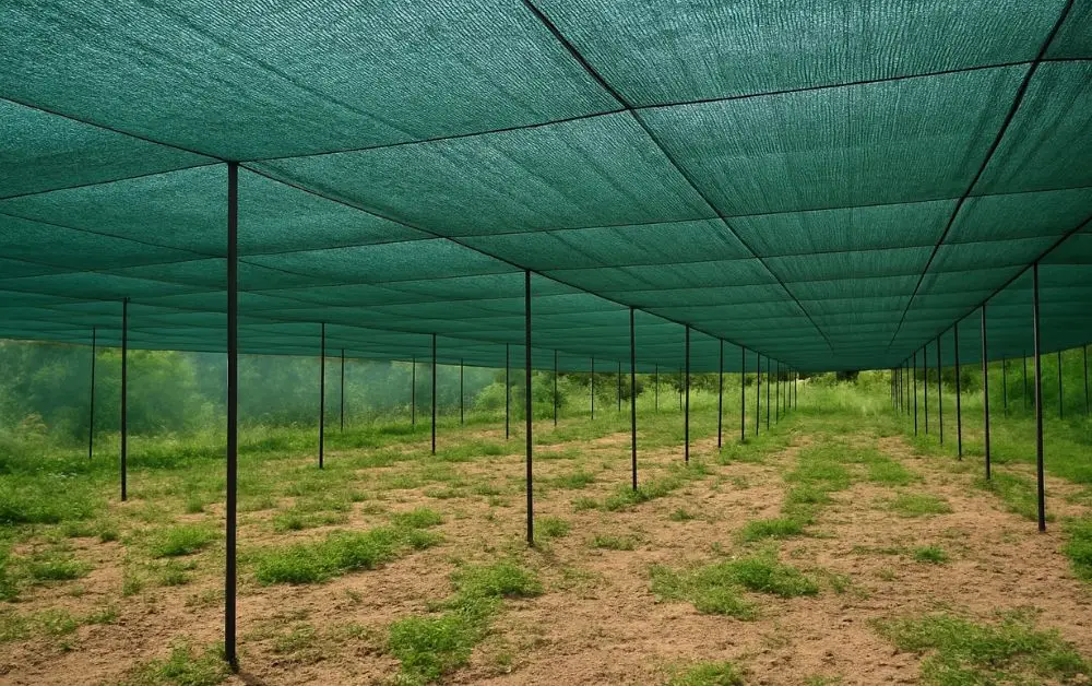 Plants Showing Heat Stress