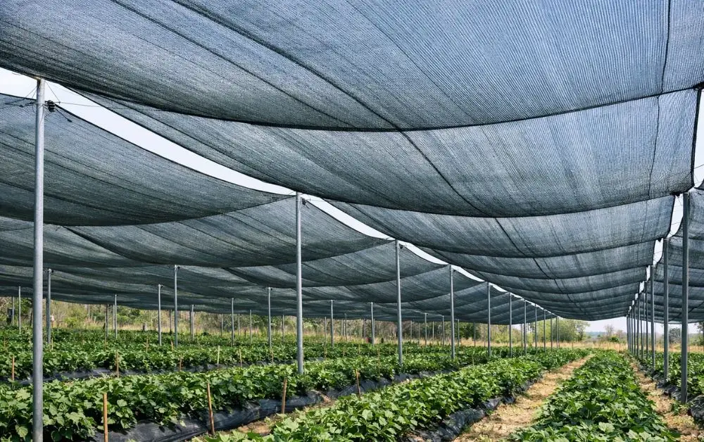 Understanding Shade Nets