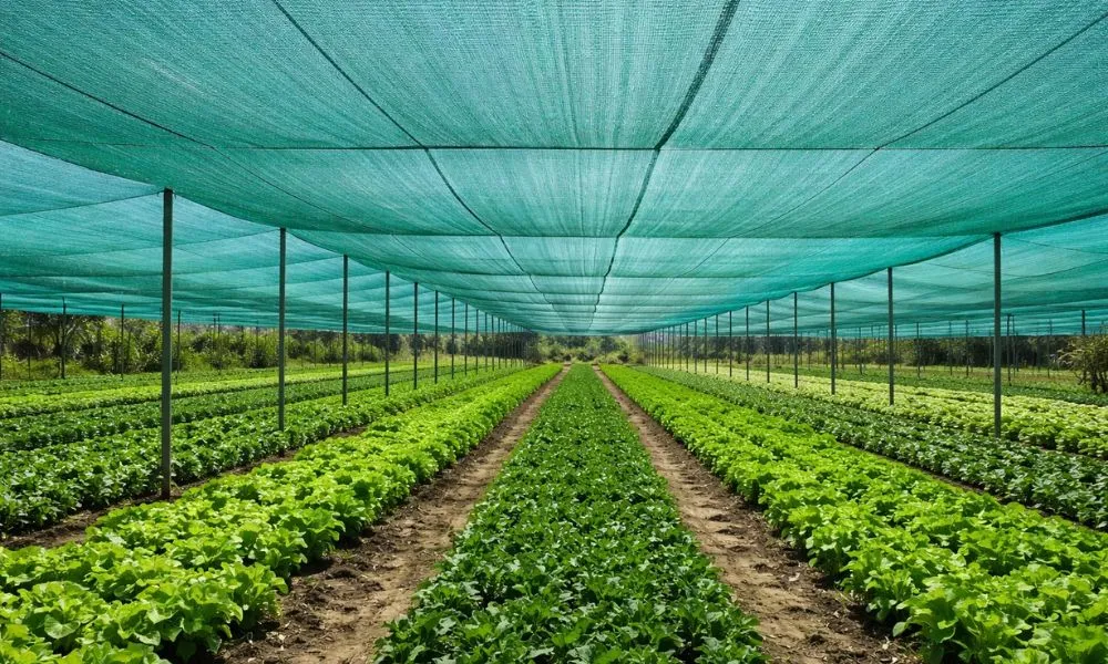 Shade Nets A Smart Solution for Beating the UAE Heat